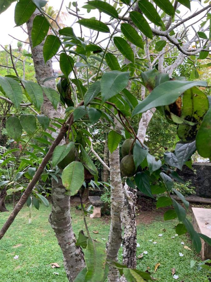 Lali Villa & Fruit Garden Гале Екстериор снимка