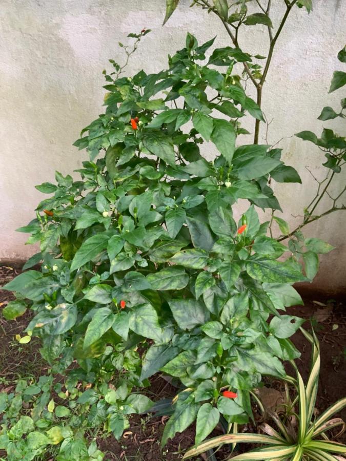Lali Villa & Fruit Garden Гале Екстериор снимка
