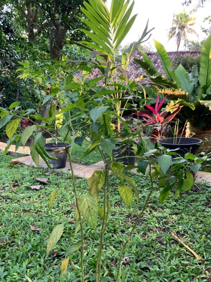 Lali Villa & Fruit Garden Гале Екстериор снимка
